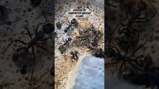 Camponotus suffusus colony update camponotussuffusus camponotus [upl. by Houser580]