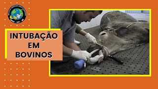 🐮 COMO INTUBAR BOVINOS [upl. by Tildy]