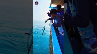 💯🔥🐟soorai meen qatartamilmeenavan fish fishing trending viralshorts viralvideo trendingshorts [upl. by Nalro286]