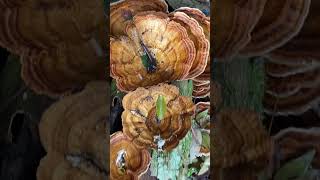 Ganoderma mushroom potential medicinal use [upl. by Rhiamon60]