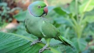 Malayalam talking Parrot its more than 30 year old [upl. by Sykes605]