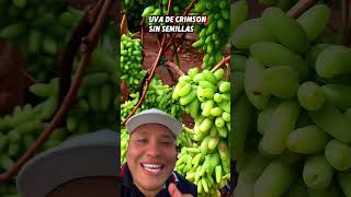 Las mejores uvas en calidad y sabor frutas trabajodecampo campo [upl. by Kelsey]