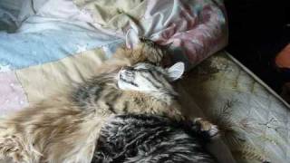 Cute Siberian Cats Have Argument  Funny [upl. by Kcirddor143]