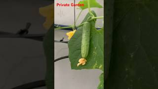 Quả ngọt 🥒 privategarden garden privategarden [upl. by Hehre787]