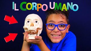 UN TESCHIO per AMICO  IL CORPO UMANO  Leo Toys [upl. by Nwahsyar]