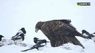 Orzeł przedni  największy z naszych orłów [upl. by Kline]