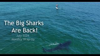 Big Great White Sharks Are Back July 2024 WrapUp [upl. by Anialeh121]