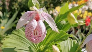 Cypripedium ladys slipper garden orchids cultivation and care in USDA 8 Kent England UK [upl. by Rehpoitsirhc]