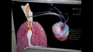 Working model of a pumping human heart motorised [upl. by Hernardo]