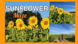 SUNFLOWER MAZE  MAJURA VALLEY FARM [upl. by Sualk]