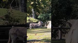 Da gab es eine 🤣 so ein quotdummerquot Esel 🤭 animals esel zoo natur short [upl. by Leksehcey]