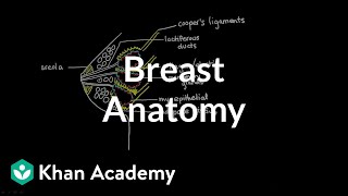 Breast Anatomy [upl. by Oenire]