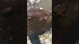 Mayflies on a rock with a few caddisfly casings from the depths of the Yampa River [upl. by Tish]