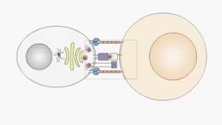 Cytotoxic T cell granular release [upl. by Charity]