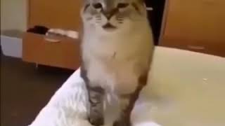 Cat causes atomic explosion by sneezing [upl. by Esihcoc]