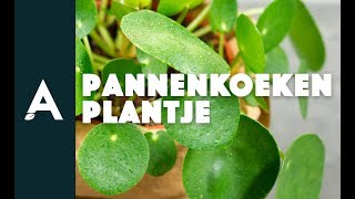 Pannenkoekenplantje zo vermenigvuldig je hem I Een groener thuis 02 I Angelo Dorny [upl. by Eetak]