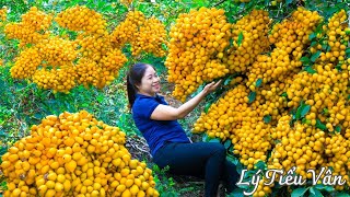 How to harvest Yellow Oleaster amp Go to the market to sell  Farming and Cooking  Daily Life [upl. by Inaboy45]