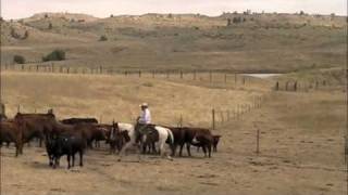 Padlock Ranch Cattle Sorting [upl. by Shull]