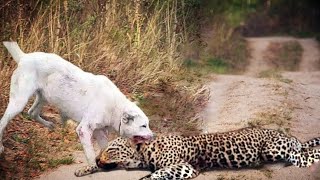 Kangal defeat the Leopard [upl. by Annauqahs]