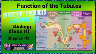 Function of the Tubules  Chap  19  class11 biology neet education [upl. by Veats]