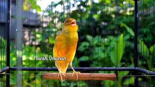 Canary song for mating training of beautiful Belgian canaries 156 [upl. by Odetta52]