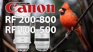 Canon RF 200800 amp 100500 Backyard Birding With EOS R6 Mark II amp R7 Cameras Low Light amp RAIN [upl. by Slavin397]