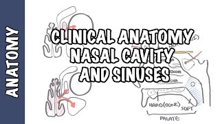 Clinical Anatomy  Nasal Cavity and Sinuses [upl. by Enhpad]