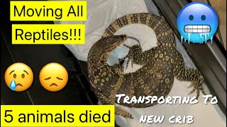 Transporting My Reptiles amp 5 Animals Died Sad Day [upl. by Allegna]