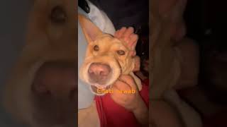 Boss girl 🫶 subscribe viralvideo doglover funnyanimals trendingshorts pets travel [upl. by Marb]