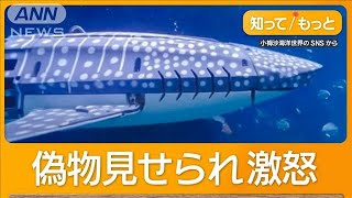 水族館の目玉ジンベエザメ ロボットだった！客激怒 10万人訪問“返金要求”も 中国【知ってもっと】【グッド！モーニング】2024年10月17日 [upl. by Yddub271]