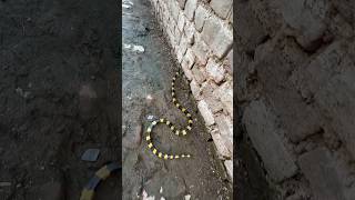 Banded Krait Snake 😱🐍 youtubeshorts shortvideos viral [upl. by Albertine]