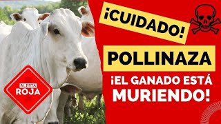 🚨¡ALERTA🚨 LA POLLINAZA ESTÁ MATANDO A TU GANADO [upl. by Ardnoik732]