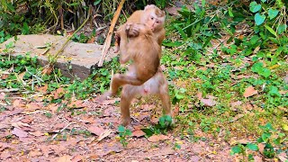 Baby Monkey Attacked And Severely Wounded Orphan Heart Breaking Attacked By Tom [upl. by Otter]