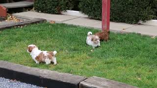 Shih Poo Puppies For Sale [upl. by Adelric]