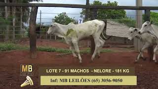 LOTE 07 [upl. by Chelsea]