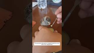 This woman rescued a trapped sparrow and then this happened animalshorts sparrow [upl. by Aiselad]