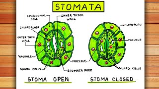 How To Draw Stomata Diagram  Labelled Diagram of Stomata  Open and Closed Stomata Diagram Easy [upl. by Dde]