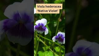 Viola hederacea ‘Native Violet’ Australian Native Groundcover Plant [upl. by Zaslow]