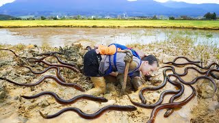 The survival life of a single mother  Catching eels to cook porridge for her children [upl. by Eilyw159]