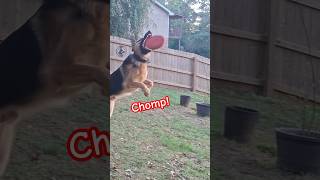 Joe Chomps UFOs 🛸 dog germanshepherd shorts [upl. by Lebaron724]