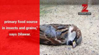 World Sparrow Day Mindless urbanisation lack of emotional connect has threatened [upl. by Modnar]