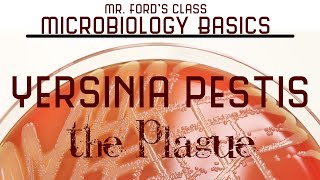 Yersinia pestis  The Plague  Microbiology Lectures [upl. by Weasner239]