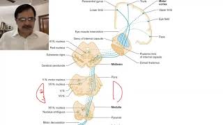 Stroke localisation Part1Basics [upl. by Snahc]