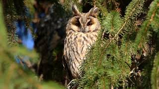 Controversial Plan to Kill Barred Owls to Save Spotted Owls Fact World [upl. by Oisor415]