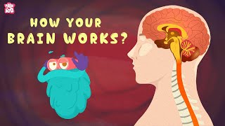 HUMAN BRAIN  Everything You Need To Know  The Dr Binocs Show  Peekaboo Kidz [upl. by Llewkcor681]