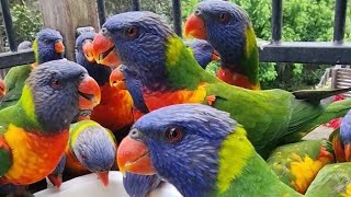 Rainbow Lorikeet RAID🌈🦜🦜🦜🦜🙈😅😍 [upl. by Adehsar]