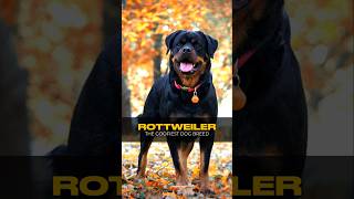 Rottweilers the goffiest dog breed shots funny Rottweilers [upl. by Otrevlig]