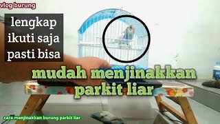 cara menjinakkan burung parkit liar ombyokan lengkap [upl. by Verlie389]