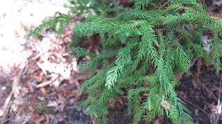 Cryptomeria japonica Spiralis kryptomerie japonská [upl. by Ynatil]