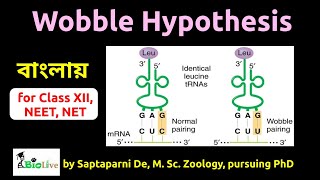 Wobble Hypothesis [upl. by Burkle843]